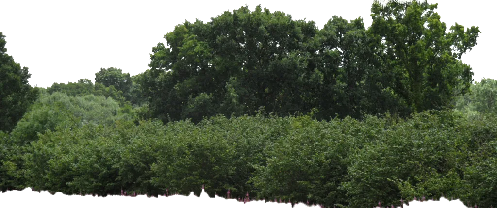 Shrub Tree Box, Bushes, green leafed trees, image File Formats, landscape, grass png